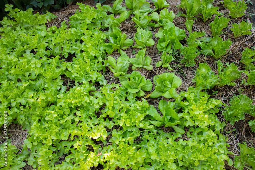 Growing vegetables organic by planting using the soil in a rural area far from pollution in the city is reducing the use of chemicals in planting which will be good for consumers. Growing vegetables organic by planting using the soil in a rural area far from pollution in the city is reducing the use of chemicals in planting which will be good for consumers.
