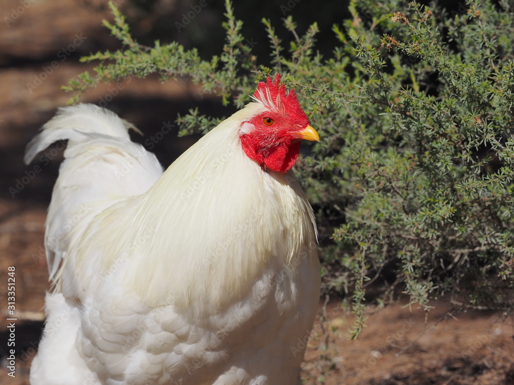Fototapeta premium ニワトリ