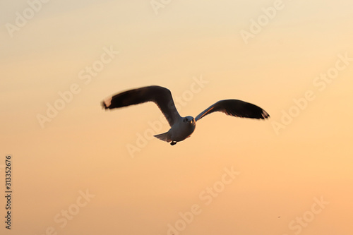 Segull Flying in the Sky © cdcd