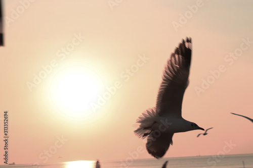 Segull Flying in the Sky © cdcd