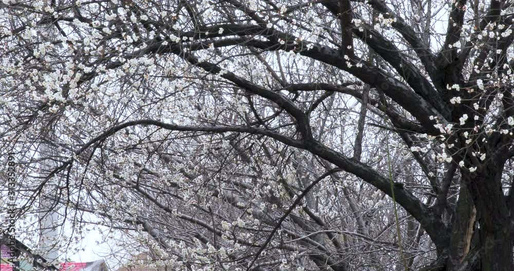 Early spring plum blossoms after winter, elegant and clean white plum blossoms Early spring plum blossoms after winter, elegant and clean white plum blossoms