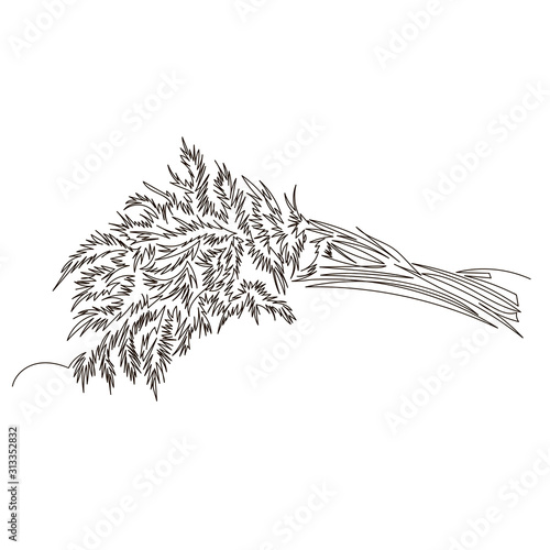 dill. vector contour image of a sprig of dill. one continuous line. one line
