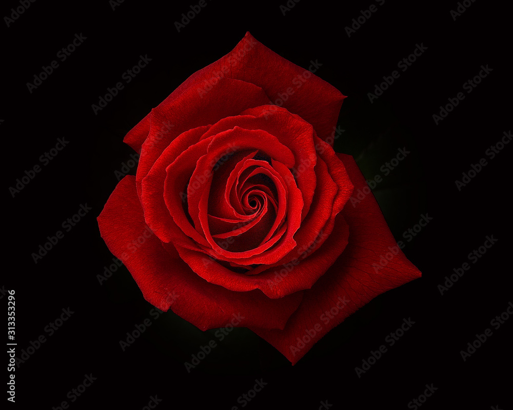 Fototapeta 赤いバラ