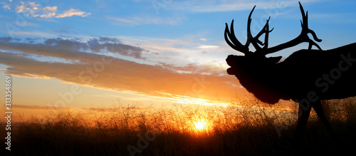 A large bull elk bugling against a sunset photo