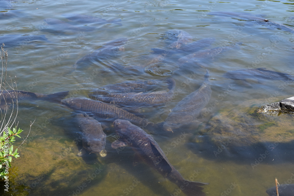 Obraz premium 池で泳ぐ鯉