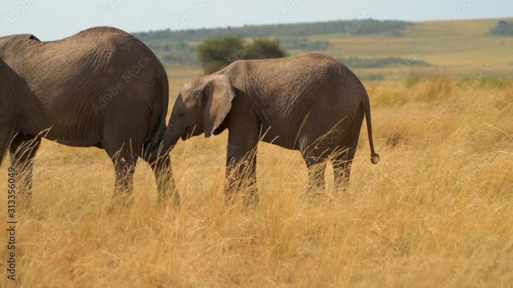elephant closeup in masai mara national reserve grass land with babies background sunset elephant closeup in masai mara national reserve grass land with babies background sunset