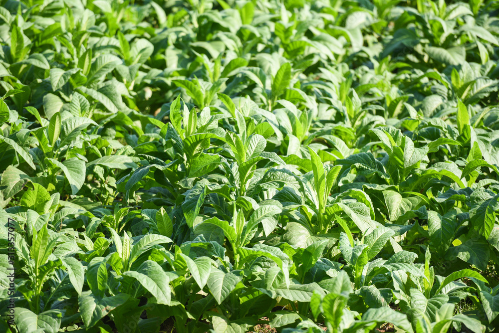 Tobacco leaf plant growing in the farm agriculture in asian and young green tobacco leaves plantation in the tobacco field background / Tobacco leaf plant growing in the farm agriculture in asian and young green tobacco leaves plantation in the tobacco field background /