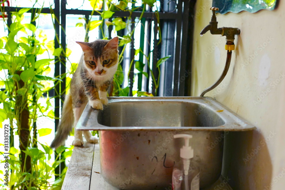猫 マレーシア かわいい おとなしい 自然 Stock Photo Adobe Stock