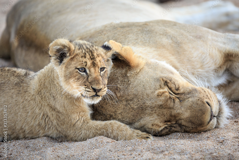 Lion cub with mother, Panthera leo, lying in a sandy riverbed. Lion cub with mother, Panthera leo, lying in a sandy riverbed.