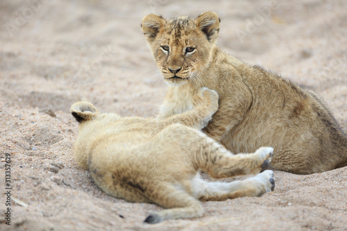 Lion cubs, Panthera leo, playing in a dry riverbed.