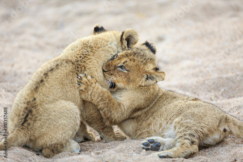 Lion cubs, Panthera leo, playing in a dry riverbed.