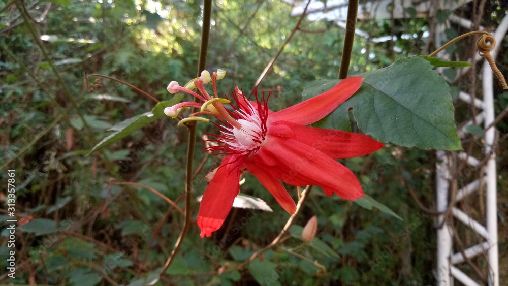 Red passiflora flower on a garden Red passiflora flower on a garden
