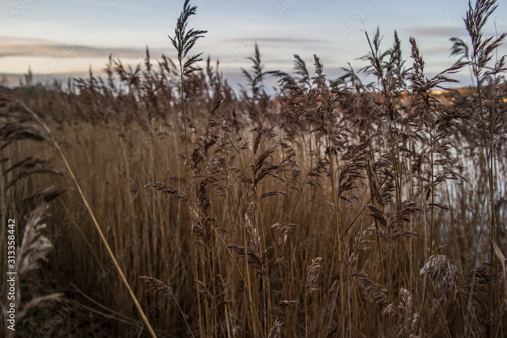Dry yellow beautiful reeds on the lake. Dry yellow beautiful reeds on the lake.