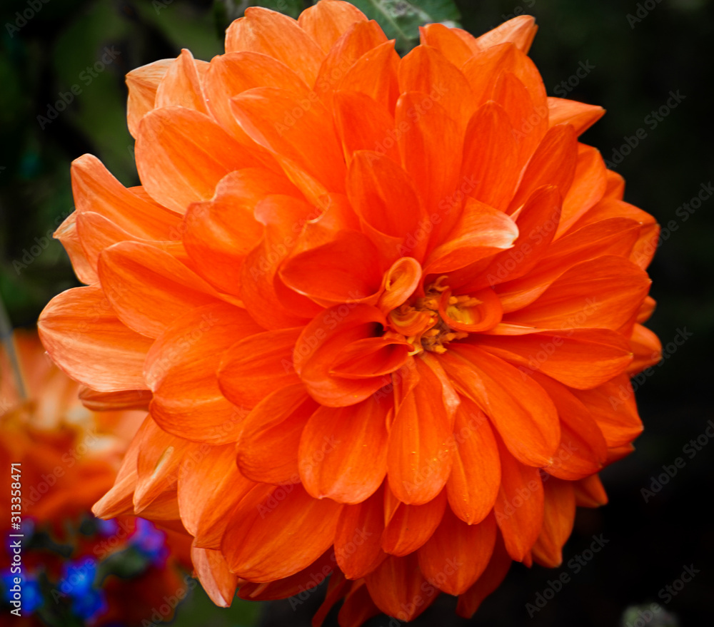 Orange Dahlia