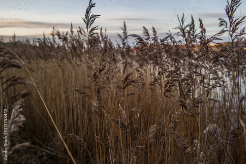 Dry yellow beautiful reeds on the lake.