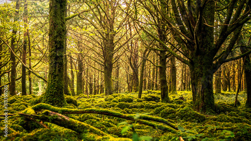 Muckross Forest