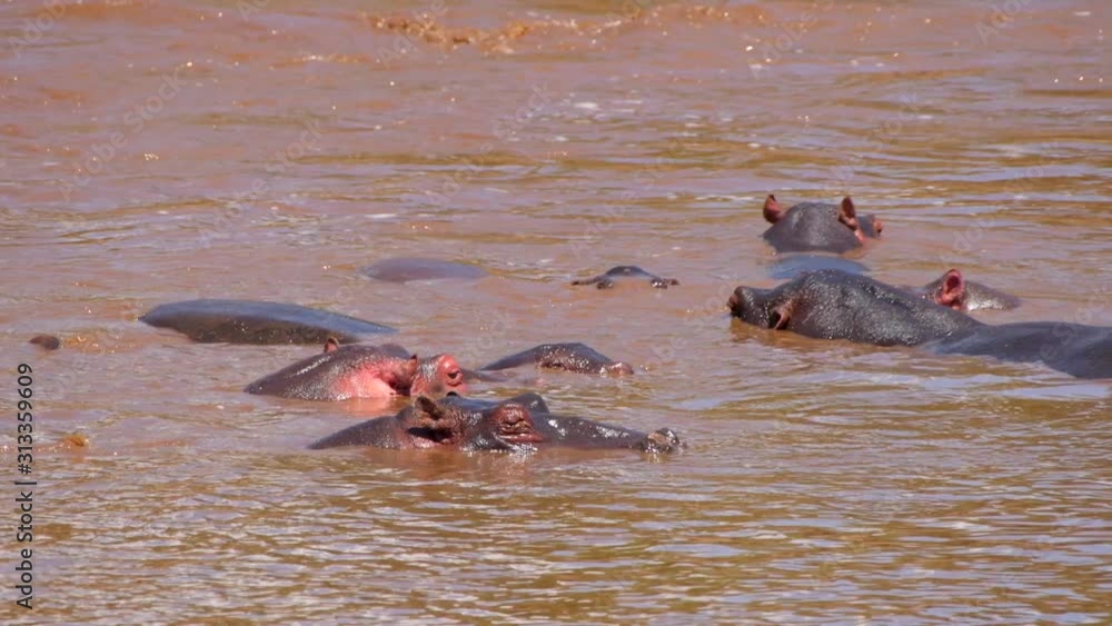 hippopotamus in masai mara river forest closeup shot