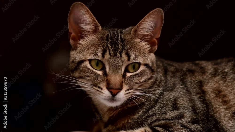 A European Shorthair cat rests, open her eyes and looks towards camera. Close shot against a dark background. A European Shorthair cat rests, open her eyes and looks towards camera. Close shot against a dark background.