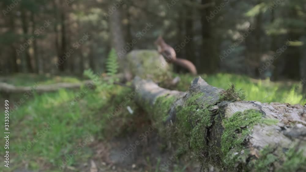 A Red Squirrel leaps onto rock at rear of scene, runs towards camera before climbing onto log & eating nut. Filmed in UK in UHD A Red Squirrel leaps onto rock at rear of scene, runs towards camera before climbing onto log & eating nut. Filmed in UK in UHD