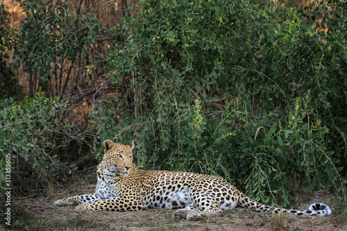 Portait of a reclining leopard, Panthera pardus, in front of green bushes.