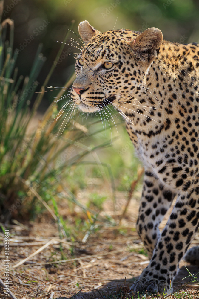 A leopard, Panthera pardus, walking through green grass. A leopard, Panthera pardus, walking through green grass.