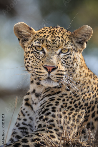 Portrait of a leopard  Panthera pardus  sitting.