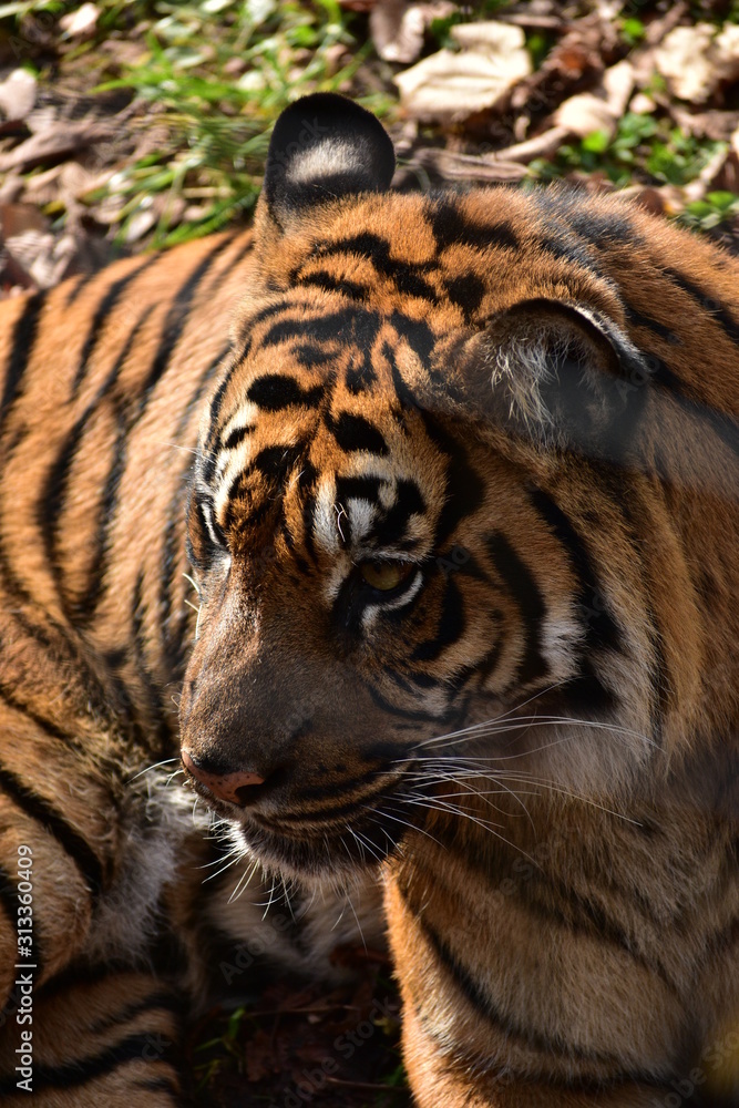 Obraz premium tiger in zoo