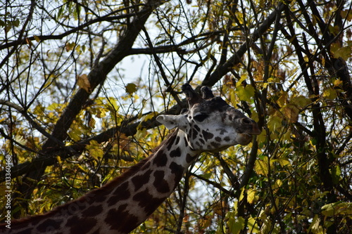 Canvas Print giraffe in the forest
