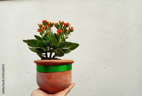 flower in pot Red flower vase on his hand that is held with a white back