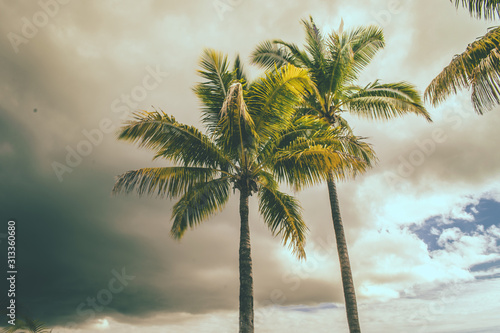 Beach sand and coconut tree