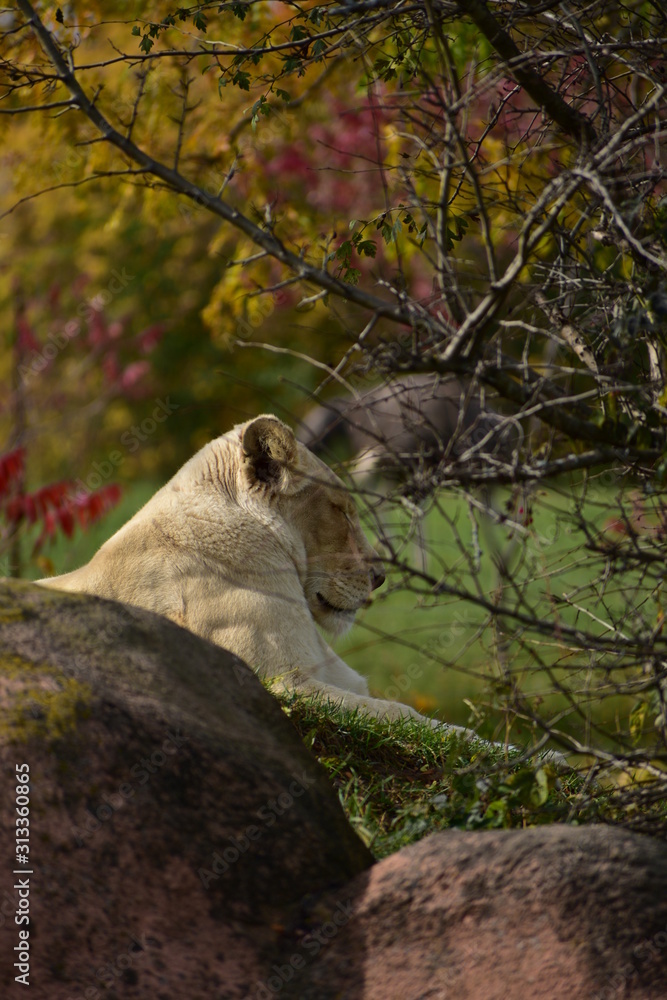 Obraz premium lioness and cub
