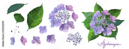 Set of purple hydrangea flowers with bud, stems and leaves on white background.