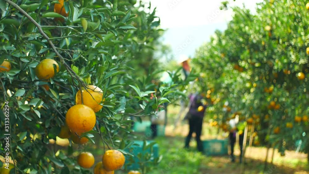 Farmer harvesting oranges in an orange tree field