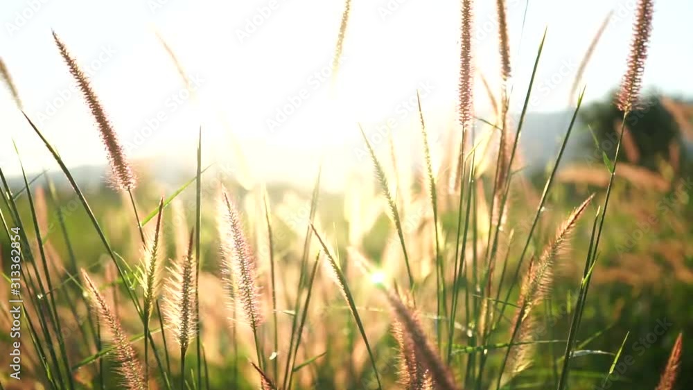 Yellow grass close up view with flower look to blue sky on the background. beautiful soft grass flower or poaceae. Yellow grass close up view with flower look to blue sky on the background. beautiful soft grass flower or poaceae.