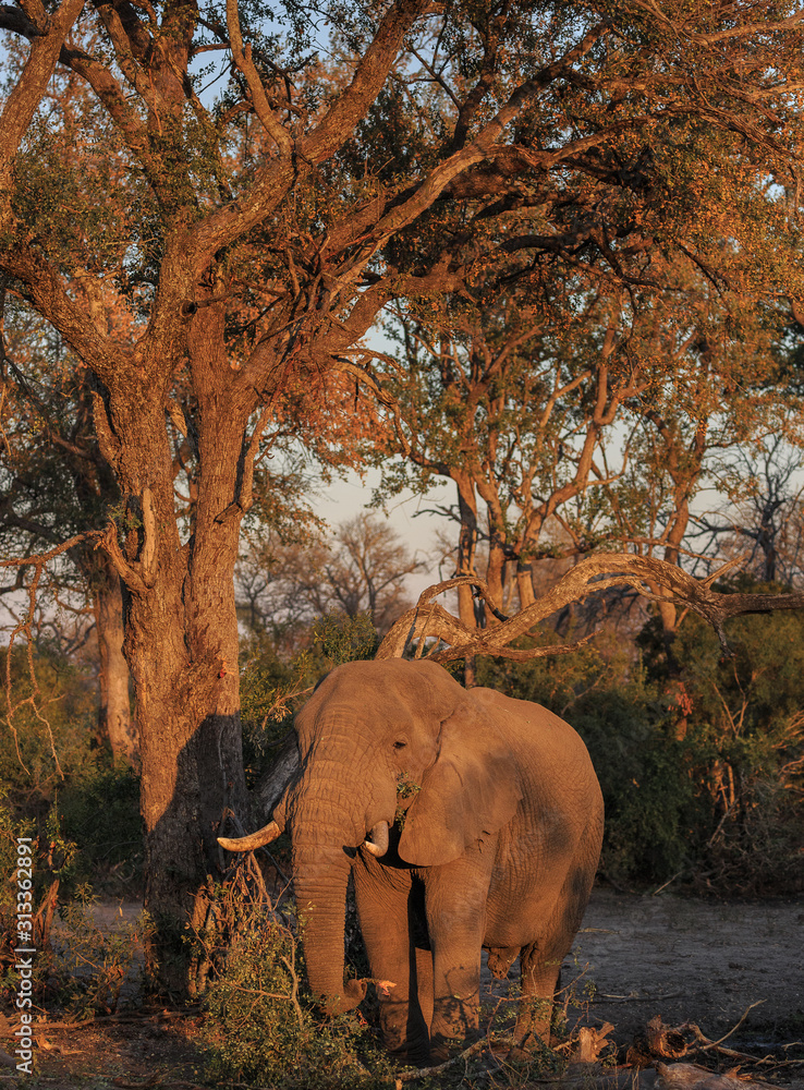 Fototapeta premium Savanna, or African elephant, Loxodonta africana, feeding on tree branches in sunset light.