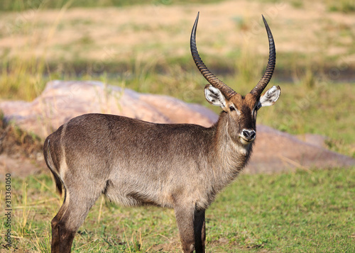 Common waterbuck, Kobus ellipsiprymnus, standing in grass near rocks.