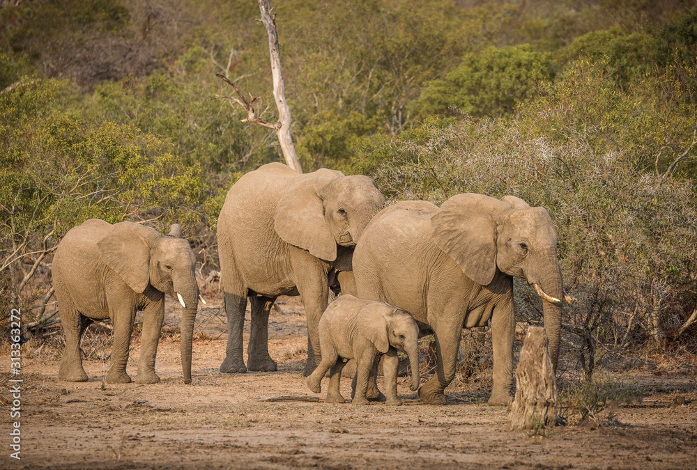 Fototapeta premium Savanna, or African elephants, Loxodonta africana, with baby, walking.