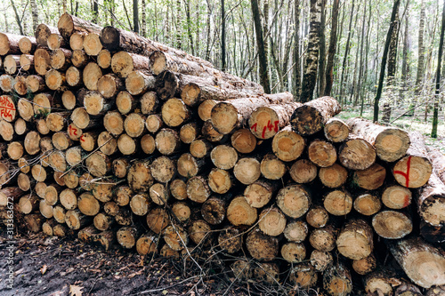Freshly cut logs in a Pine forest  stacked