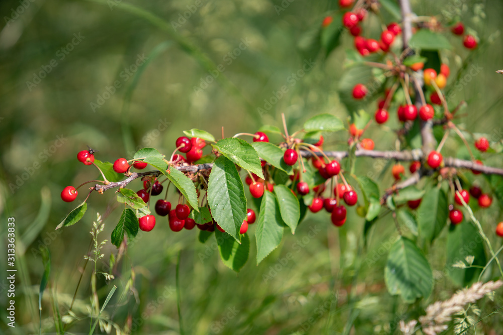 Ripe berries cherries and not until the end of dospevshie berries on the branch. Close-up view of the berries.