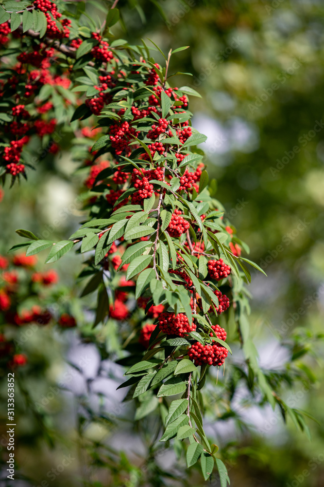 Obraz premium Common red elderberry, red-berried elder berries on the branch in the garden. Red elder on the branches in the garden. Red elder on the branches close up