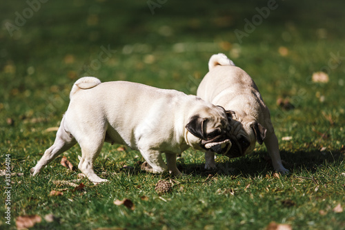 Two funny pug walks in the Park in summer