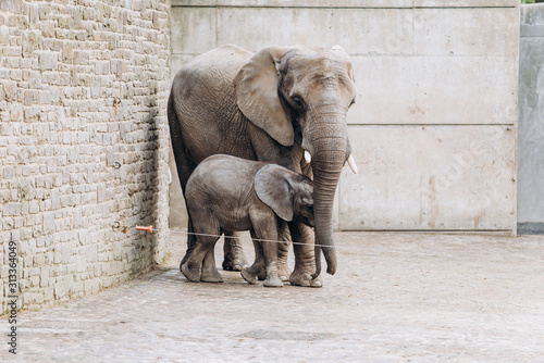 Baby elephant near big mother in zoo