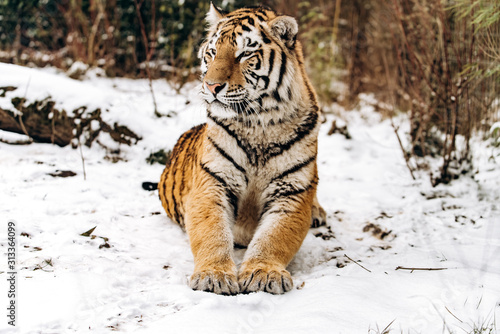 Tiger lying on the snow covered ground © EwaStudio
