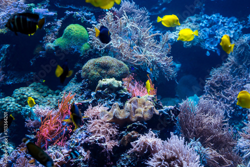 Fototapeta Naklejka Na Ścianę i Meble -  Underwater Scene With Coral Reef And Tropical Fish
