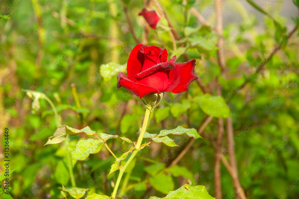 The red rose The red rose