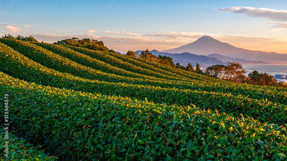 Sunrise over Mt. Fuji / Fuji Mountain and fresh green tea field at Nihondaira, Shizuoka, Japan - obrazy, fototapety, plakaty 