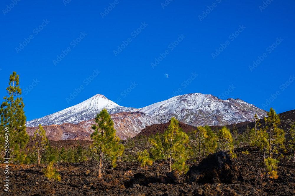 Spain, Tenerife, Rising moon behind green fir trees of chinyero forest nature landscape and black lava and white snow covered volcano teide summit in winter