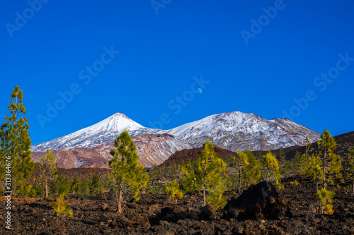 Obraz na płótnie Spain, Tenerife, Rising moon behind green fir trees of chinyero forest nature landscape and black lava and white snow covered volcano teide summit in winter w salonie