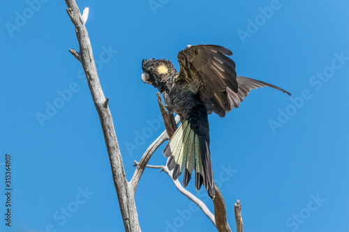 Yellow-tailed black Cockatoo (Calyptorhynchus funereus) landing on a branch
