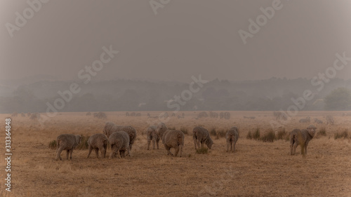A herd of sheep shrouded in smoke from recent bushfires in rural Victoria